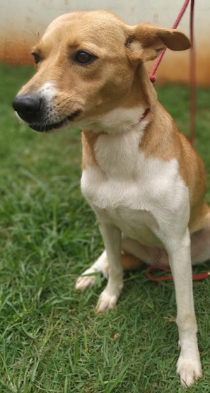 #PraCegoVer: Fotografia da cadela Adele. Ela tem as cores branco e marrom